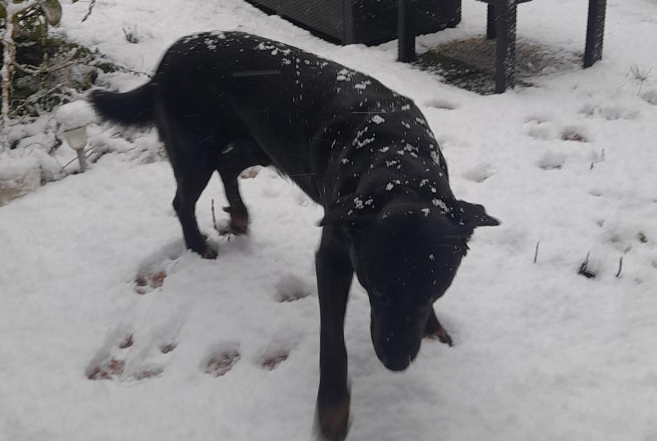 Avviso scomparsa Cane incrocio di razze  Maschio , 9 anni Manneville-la-Raoult Francia